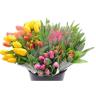 10 STEM TULIP