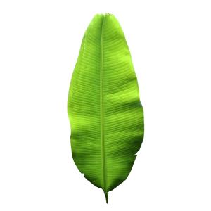 Fresh Produce - Banana Leaves