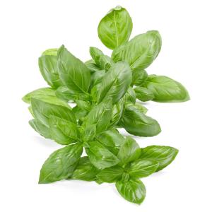 Herb - Basil