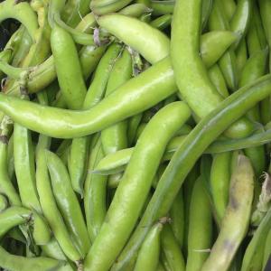 Fresh Produce - Bean Fava Broad