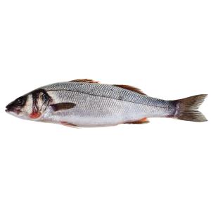 Fish Whole - Bronzini Whole