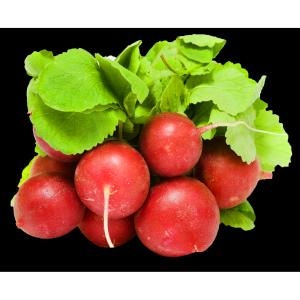 Fresh Produce - Bunched Red Radishes