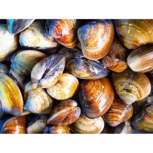 Cherrystone Clams Wild Dozen