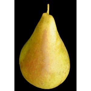 Produce - Pear Concorde