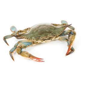 Shellfish - Crabs Hard Shell Wild Caught