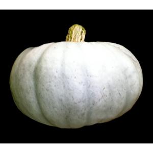 Fresh Produce - Squash Crown Prince