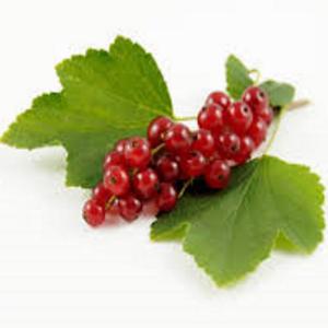 Fresh Produce - Currant