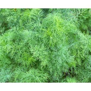 Fresh Herbs - Herbs Fennel Leaves