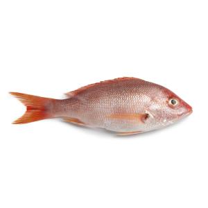 Fish Whole - Florida Snapper Fresh Wild