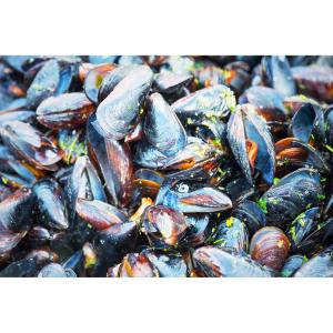 Shellfish - Fresh Mussels