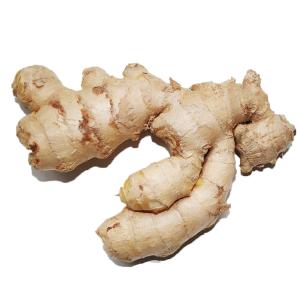 Store Prepared - Ginger