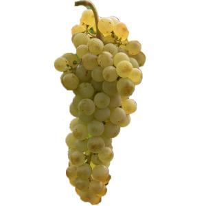 Produce - Grape Chasselas