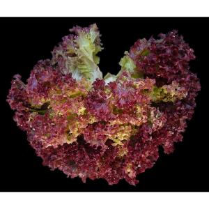 Produce - Lettuce Lollo Rossa