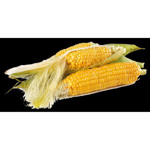 Produce - Organic Corn