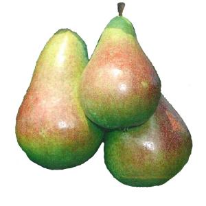 Carmen - Pear