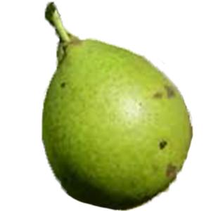 Fresh Produce - Pear French