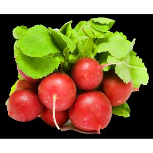 Fresh Produce - Radish Red