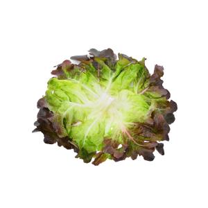 Fresh Produce - Escarole Red