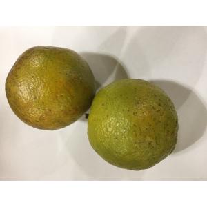 Fresh Produce - Sour Orangies