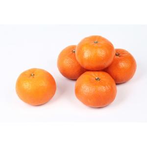 Florida - Tangerines 100ct