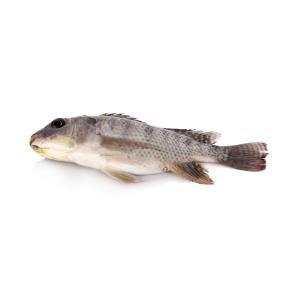 Packer - Whole Tilapia